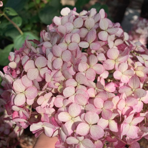 Hydrangea arborescens 'Candybelle Bubblegum' - Puishortensia 'Candybelle Bubblegum'